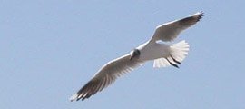 Gaviota Capucho Café