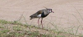 Tero